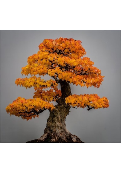 Bodur Çınar Bonzai Ağacı Tohumu 5 Adet Bonsai Ağacı Tohumu