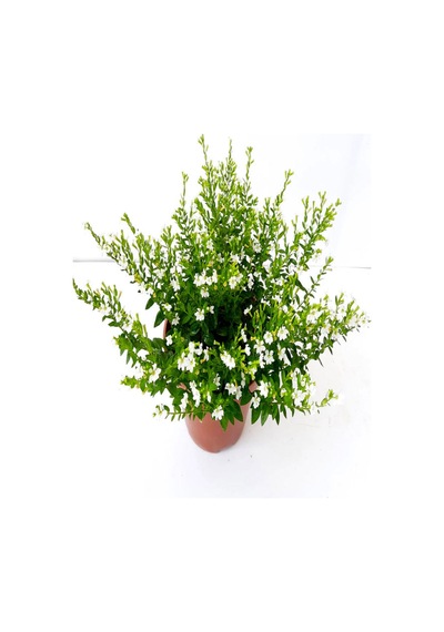 Videolu Beyaz Kufeya Çiçeği 20 40 Cm 1 Adet Saksılı Çiçekli Bodur Bitki Cuphea Hyssopifolia