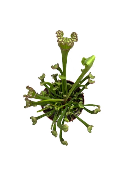 Sarracenia 'Umlanftiana' (Sinek Kapan Etobur Bitki)