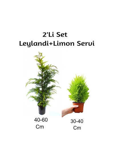 Leylandi+limon Servi Fidanı 2'li Set Dış Mekan Bitkisi