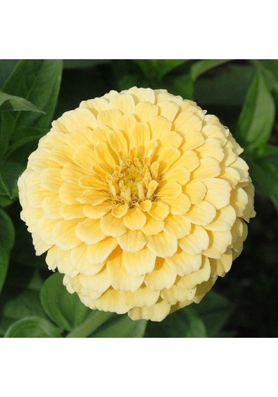 Dahlia Sarı Çiçekli İsabellina Zinya Çiçeği Tohumu 40 Tohum