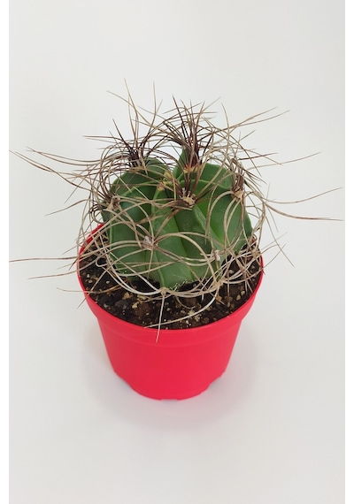 Astrophytum Capricorne Nadide Tür Tekli Özel Kaktüs 8.5 CM KırmıZI