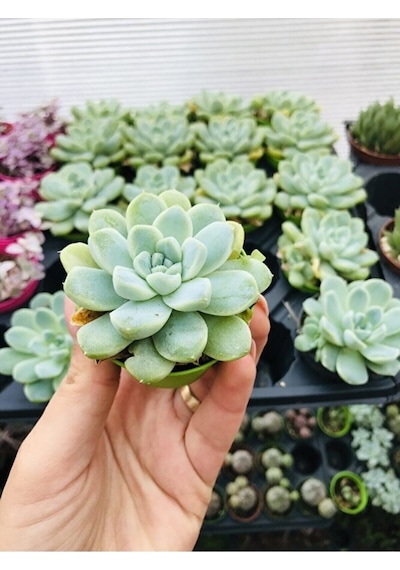 Echeveria Elegans