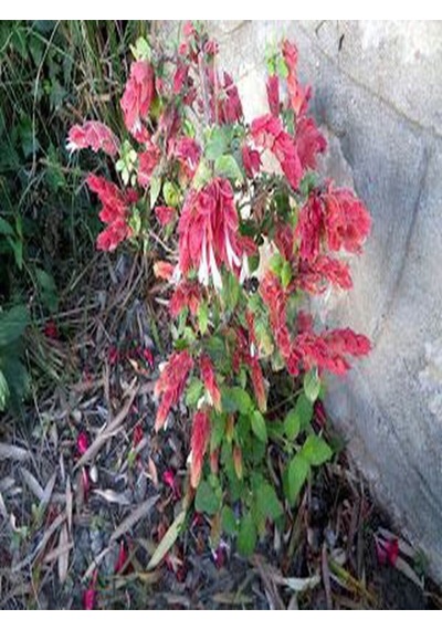 Videolu Pembe Renkli 4 Adet Karides Çiçeği Fidanı 40-60cm Saksılı Shrimp Plant