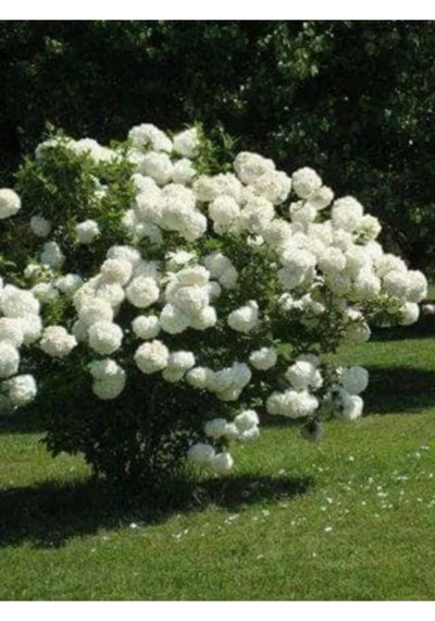 Beyaz Çiçekli Kartopu Fidanı 30-60 Cm
