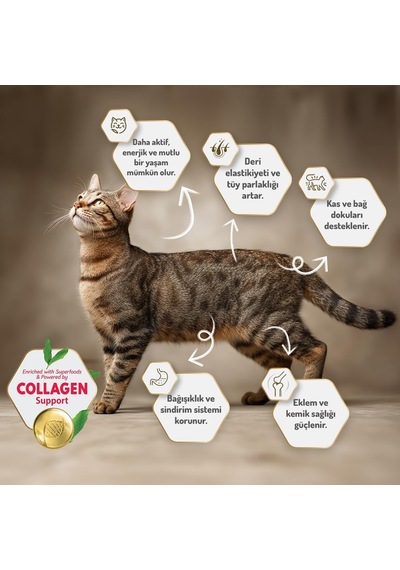 Az Tahıllı 2 Kg Yetişkin Tavuklu Hypoallergenic Kedi Maması