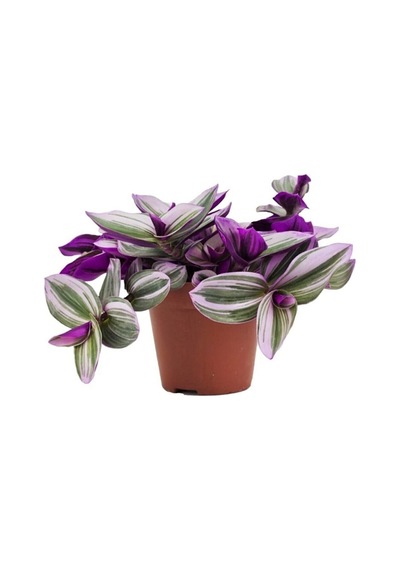 Tradescantia Nanouk Pembe Telgraf Çiçeği Ithal 12.cm.büyük Boy Saksıda