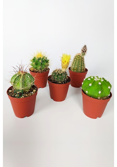 5 Li Kaktüs Set