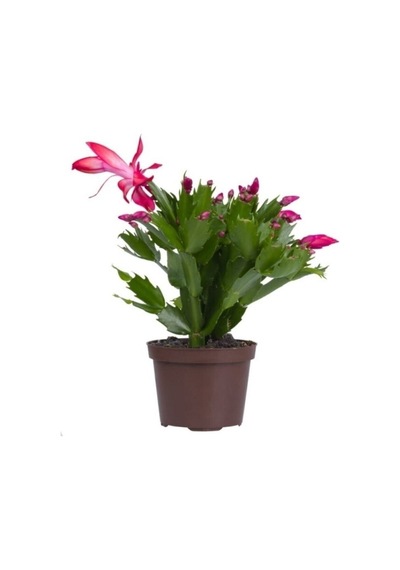 Videolu Pembe Yılbaşı Çiçeği 1 Adet Saksılı 15-25cm Iç Mekan Ev Salon Bitkisi Schlumbergera Pink