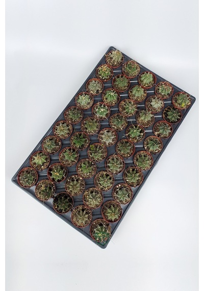 Astrophytum Capricorn Kaktüsü 45 Adet 5.5 CM