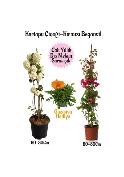 Kartopu Çiçeği 1 Adet +kırmızı Begonvil 1 Adet+turuncu Gazanya Hediyeli Saksılı Bahçe Seti