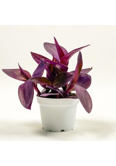 Videolu Mor Telgraf Çiçeği 1 Adet Saksılı/ Tüplü 10-20cm Iç Mekan Bitkisi Tradescantia Pallida