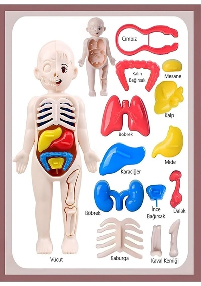 Ayver Insan Vücudu Anatomisi Organ Bulmaca Puzzle Bultak Yapboz Eğitici Ve Öğretici Oyuncak 20 Standart