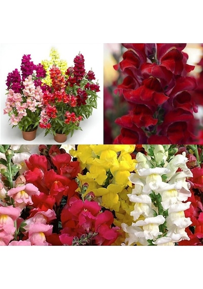 Videolu 10'lu Karışık Renk Aslan Ağzı Çiçeği Fidesi 10-20 Cm Tüplü Çiçekli Bodur Antirrhinum Majus