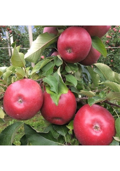 Tüplü Aşılı Tam Bodur Dayanıklı Fuji Kiku Gala Elma Fidanı