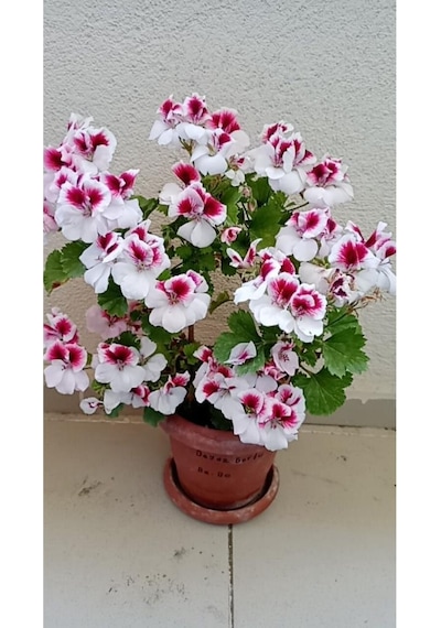 Ceylan Gözlü Sardunya Fide Kırmızı Beyaz 10-20 Cm