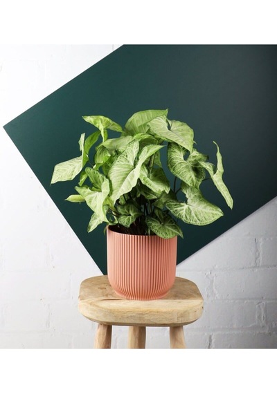 Videolu Hediyelik Melek Kanadı Çiçeği 25-40 Cm Saksılı Iç Mekan Bitkileri Syngonium Podophyllum