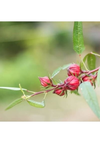 Hibiskus Çiçeği Tohumu 10 Adet Sabradiffa Roselle