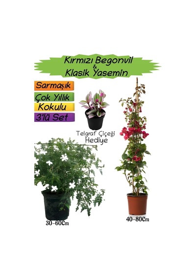 Kırmızı Renk Begonvil+kokulu Klasik Yasemin+telgraf Çiçeği 3'lü Peyzaj Seti
