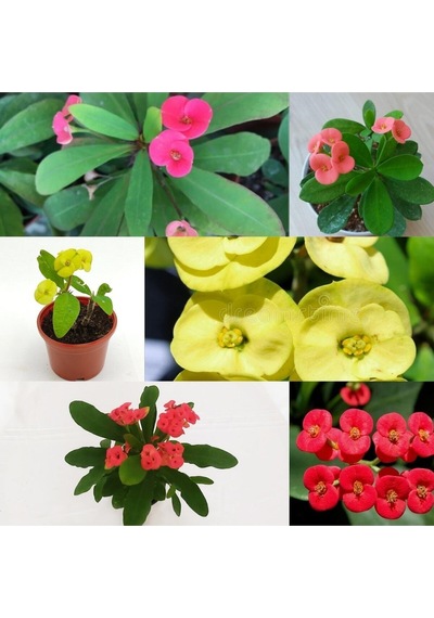 Videolu 3'lü Sarı Kırmızı Pembe Dikenler Tacı 10-15 Cm Saksılı Çiçekli Bodur Bitki Euphorbia Milii