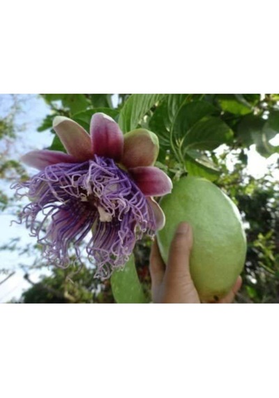 Nadir Passiflora Quadrangularis Tohumu Ekim Seti 3 Tohum Pasiflora Tohumu Saksı Toprak Kombin