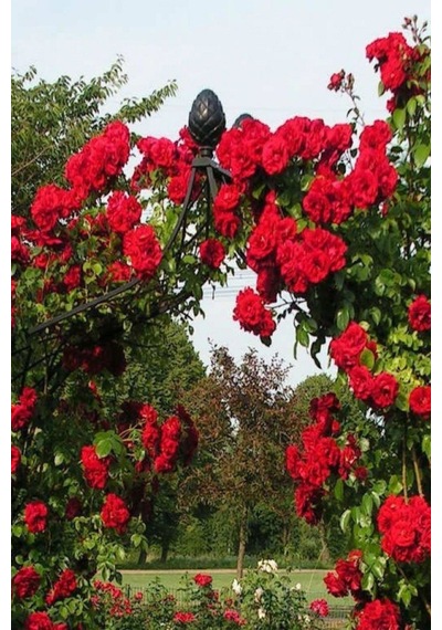 Videolu Mis Kokulu Kırmızı Sarılıcı Gül 90-120 Cm Tüplü Dış Mekan Ağaçları Red Rose