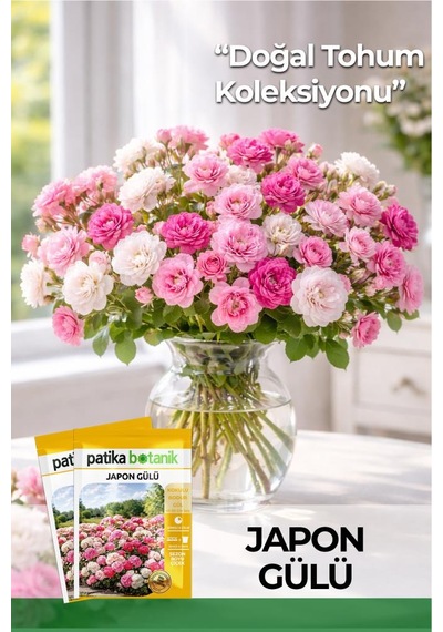 5 Adet Japon Gülü Çiçeği Tohumu (Rosa chinensis)