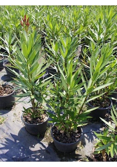 Kırmızı Renk Bodur Zakkum Bitkisi 1 Adet Saksılı/ Tüplü 30-45 Cm Red Oleander