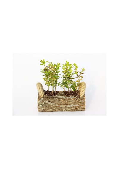 Ofis Bitkisi Buxus - Twin Set  5864
