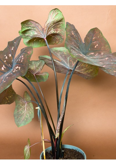 Caladium Caladium Bicolor 63 Cm Bordo Yapraklı Form