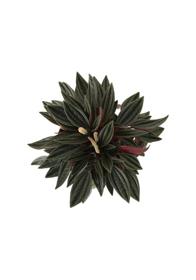 Peperomia Caperata N11.4236