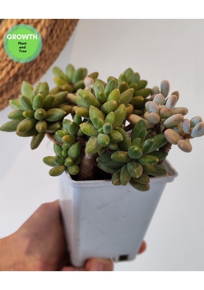 Little Jewel Sukulent 1 Adet