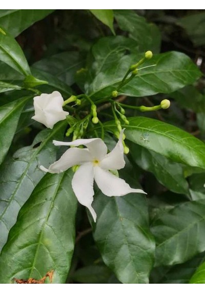Videolu Çin Yasemini Kokulu Beyaz Renkli 20 60cm 1 Adet Saksılı Fidan Jasminum Polyanthum Jasmine