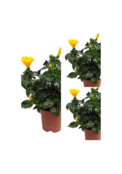 Videolu Sarı Japon Gülü Fidanı 3 Adet Saksılı/ Tüplü 50-70 Cm Salon Bitkisi Hibiscus Rose