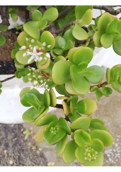 Yeşim Bitkisi Crassula Ovata Saksıda Canlı 15-25 Cm