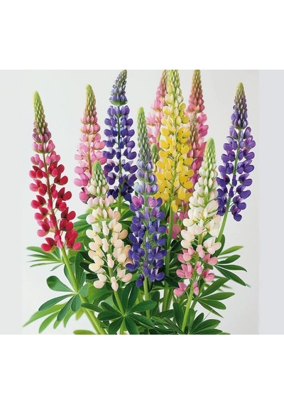Lupin Çiçeği Çoklu Tohum - 30 Tohum - Karışık Renk