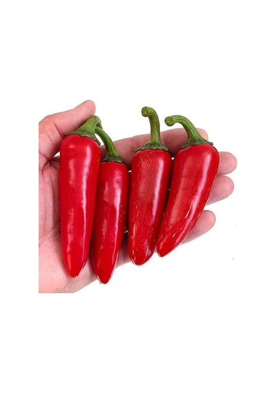20 Adet Kırmızı Jalapeno Biber Tohumu