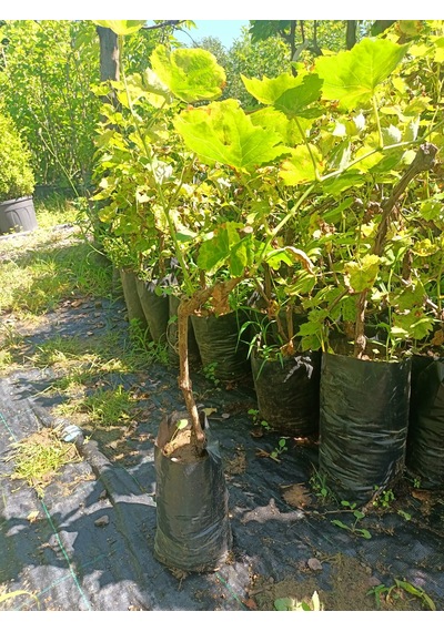 Yeşil Deniz Fidancılık Tüplü Kara Üzüm Fidanı 40-50 Cm