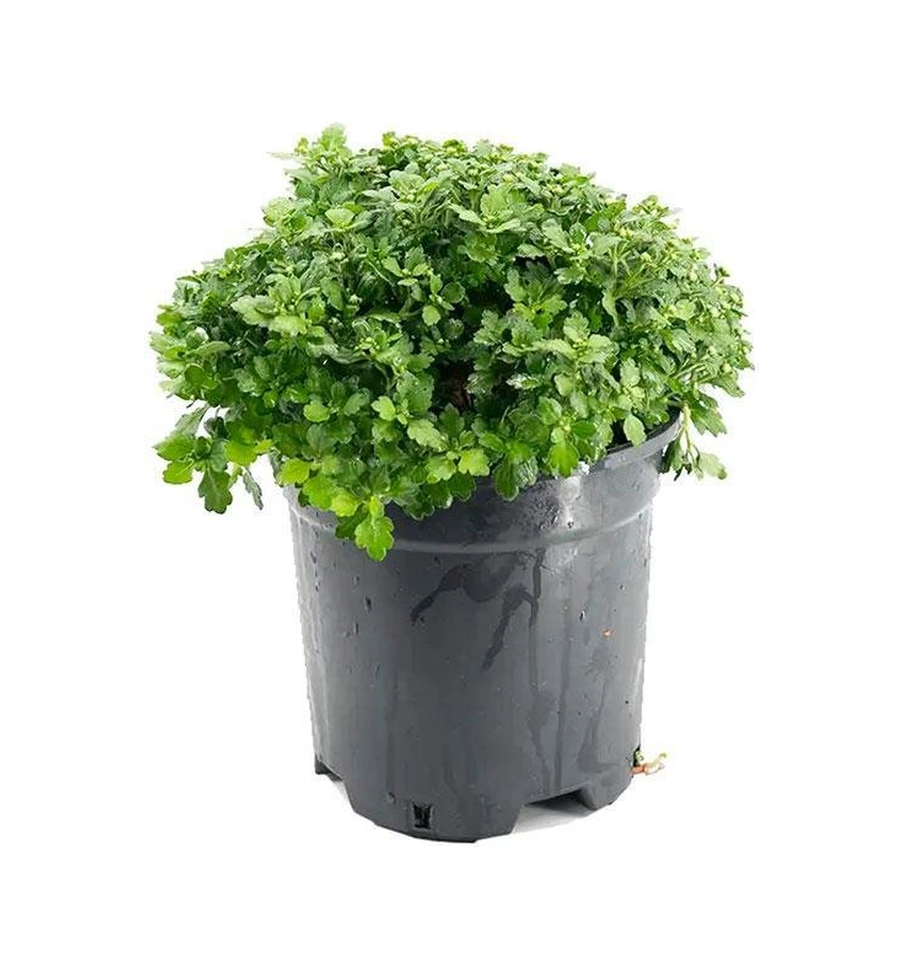 Kiremit Kırmızı Kasımpatı Çiçeği Fidanı 10-20 Cm