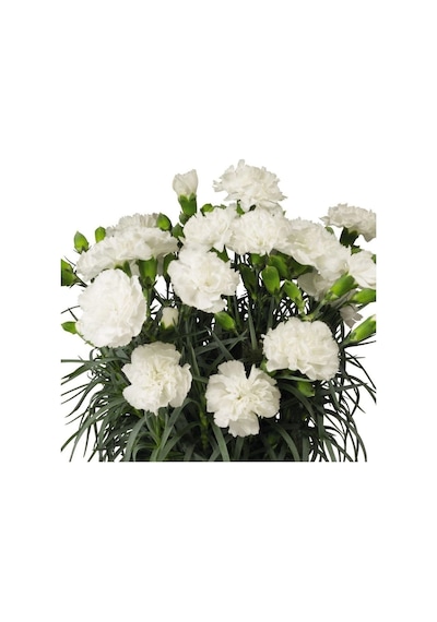 Kokulu Beyaz Bodur Karanfil Çiçeği 1 Adet Saksılı 20-30 Cm Dianthus Caryophyllus White