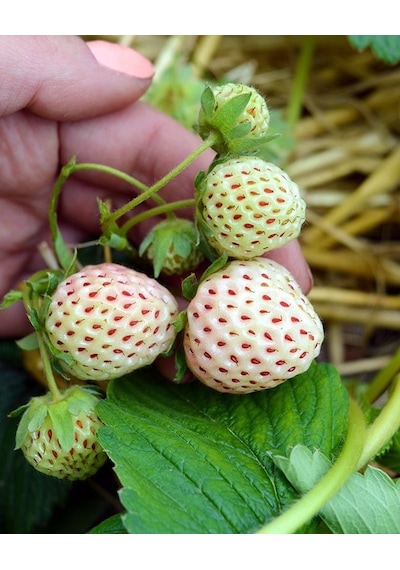 Beyaz Çilek Pineberry Fidesi 3 Adet
