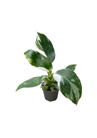 Philodendron 'white Wizard'