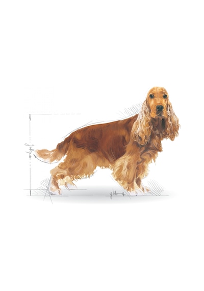 Royal Canin Cocker Spaniel Yetişkin Köpek Maması 3 KG