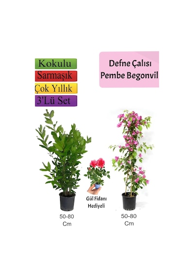 Duranta Çalısı+ Pembe Begonvil+ Tül Çiçeği Hediyeli