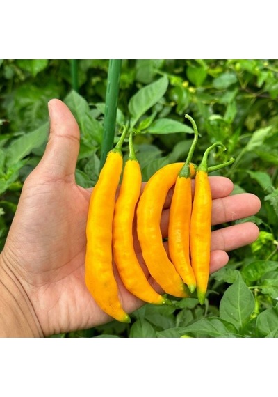 Geleneksel Zehir Gibi Acı Çok Acı Aji Guyana Chili Biber Tohumu 10 Tohum