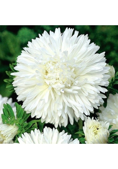 Bellis Perennis Beyaz Ponpon İngiliz Çayır Papatyası Çiçeği Tohum