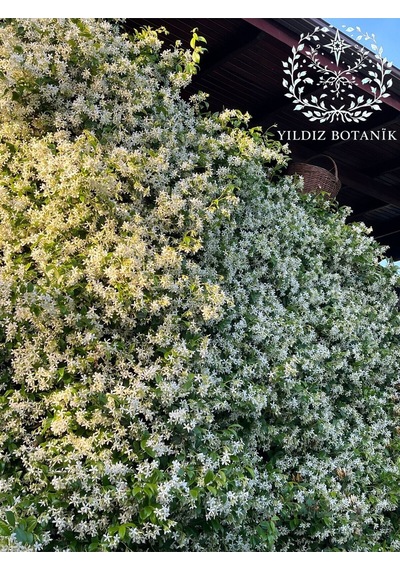 Kokulu Arap Yasemini Sarmaşığı Fidanı Çiçekli Bitki Rhyncospermum Jasminoides Saksılı 30-40 Cm