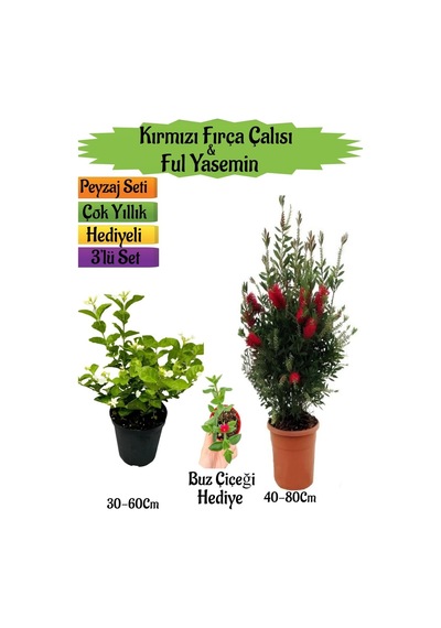 Kırmızı Fırça Çalısı+kokulu Ful Yasemin+buz Çiçeği Hediyeli Peyzaj Seti