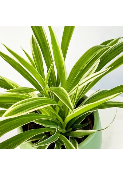 Saksılı Kurdele Çiçeği Chlorophytum Comosum Variegatum 10-20 Cm