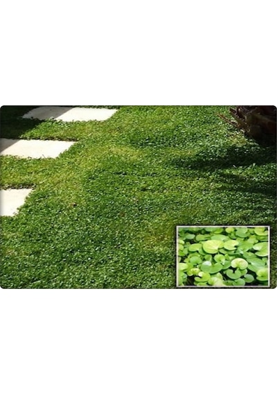 Fare Kulağı TohumuDichondra Repens500 GR